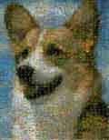 A Dog from 5000 animals