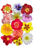 Image Collection: Flowers