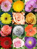 Image Collection: Flowers