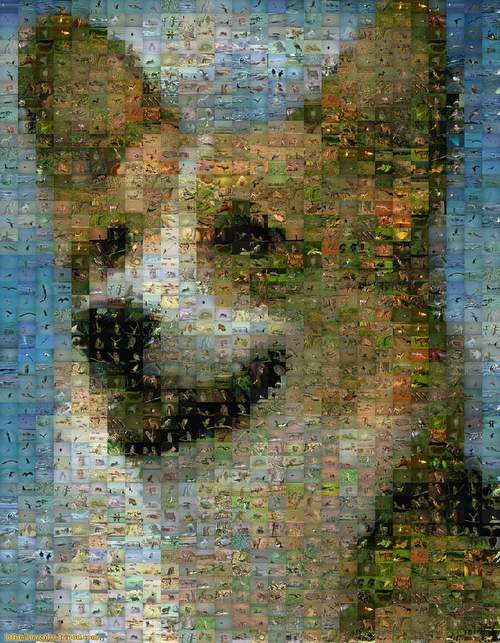 Dog mosaic