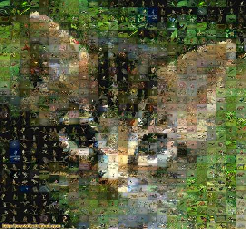 Kitten from animal photos